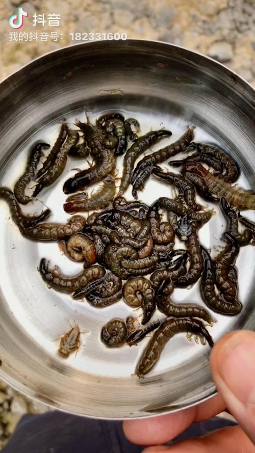 2022年澳门开奖结果和自来水中含活体虫与自来水中含活体虫吗